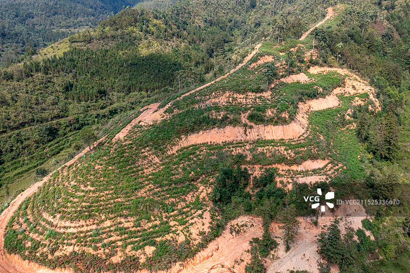 梯田上的绿色希望 仙人掌种植基地图片素材