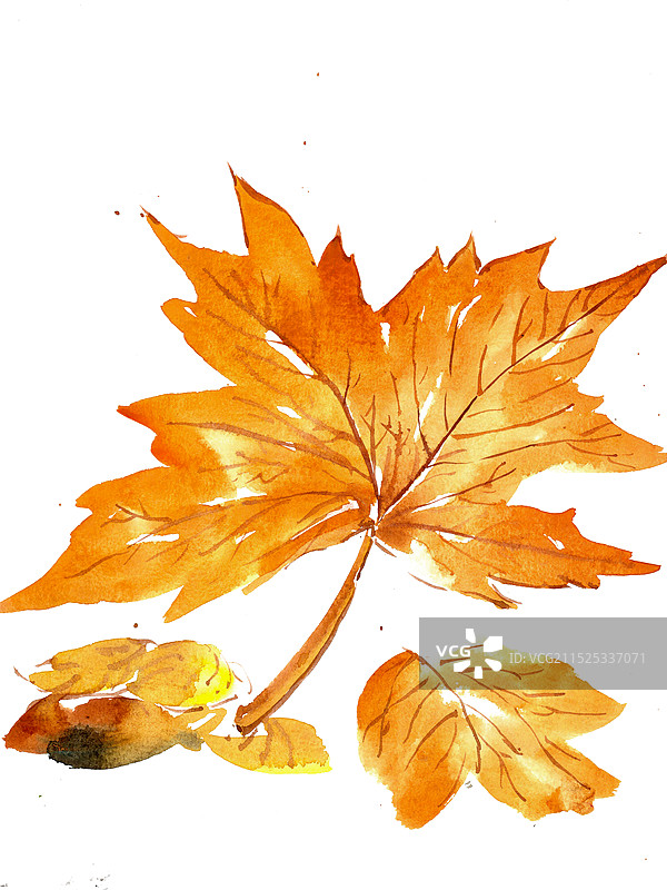 黄色的树叶图片素材