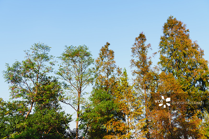 金秋十月天空下的几棵树 初秋的树图片素材