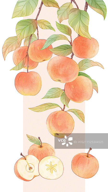 插画节气水果苹果水彩图片素材