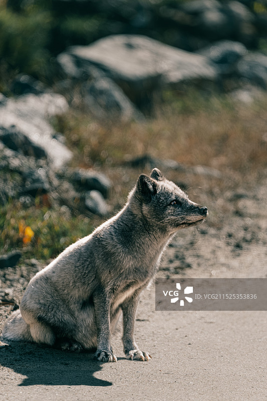 北极狐图片素材