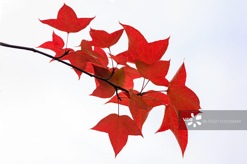 枫叶图片素材