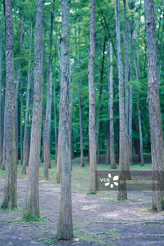 杭州植物园杉树林图片素材