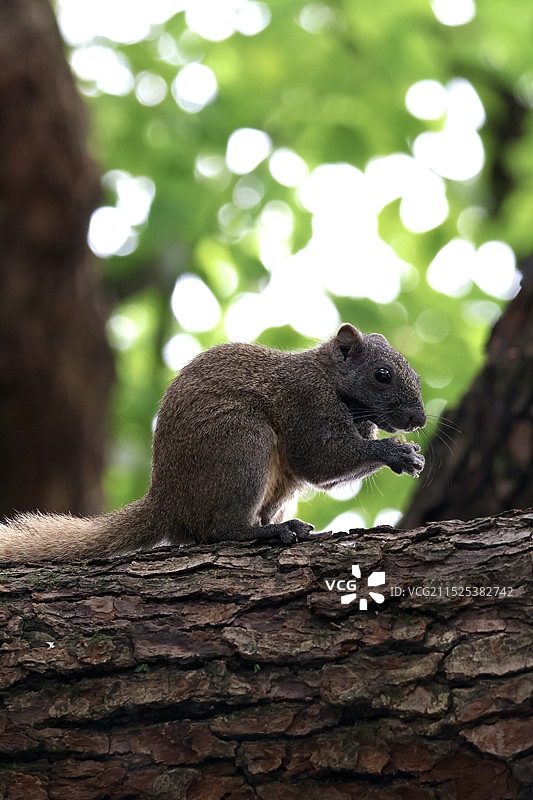 松鼠图片素材