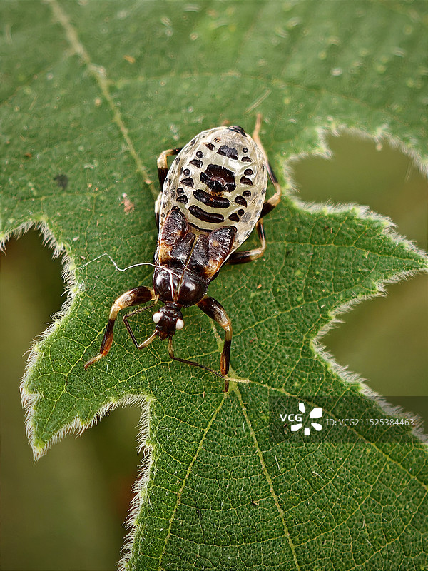 叶上蜘蛛特写镜头图片素材