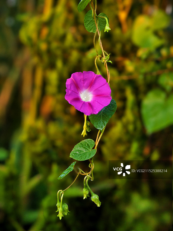 粉红色开花植物特写镜头图片素材