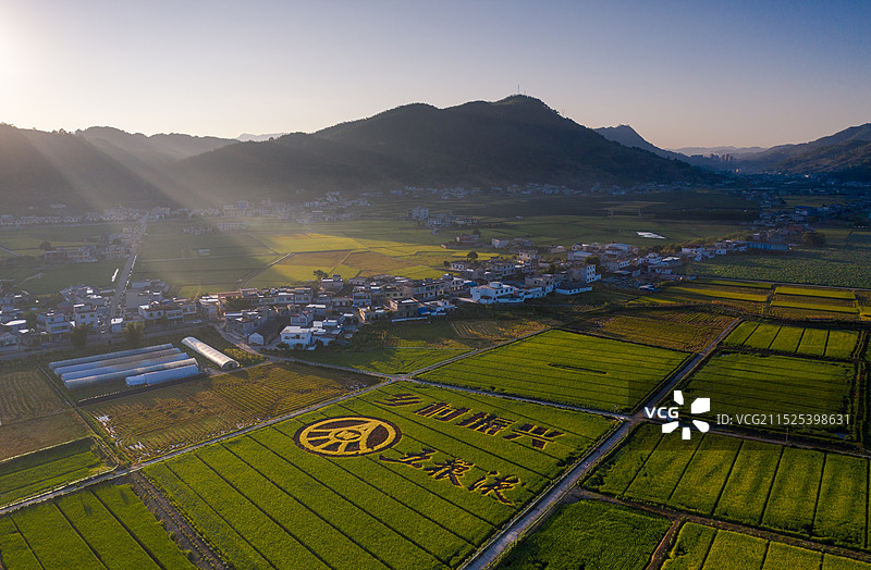 清晨的五粮液粮食基地稻画图片素材