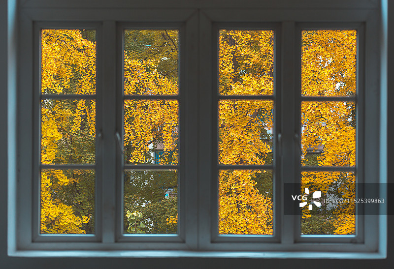 窗剪秋黄图片素材