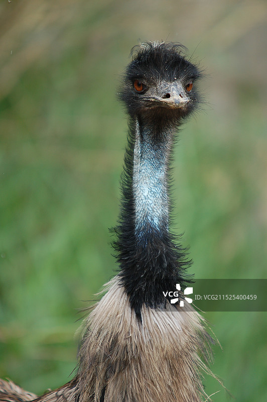 动物肖像～【鸸鹋】图片素材