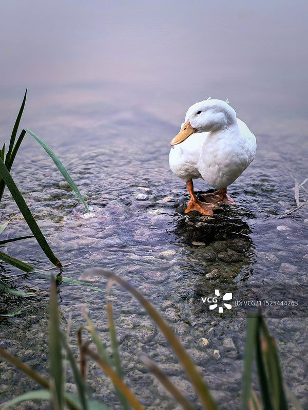 观｜“你是谁”图片素材