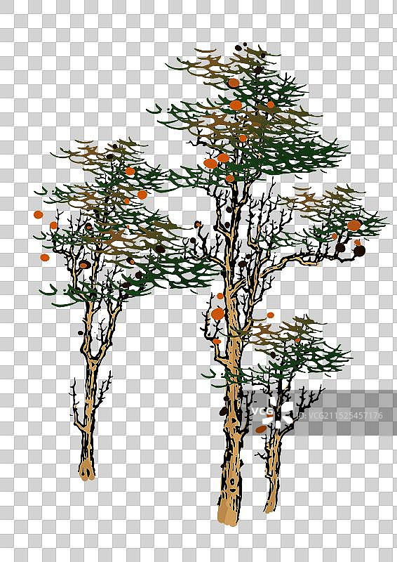 秋天，树，乔木，针叶，点缀图片素材