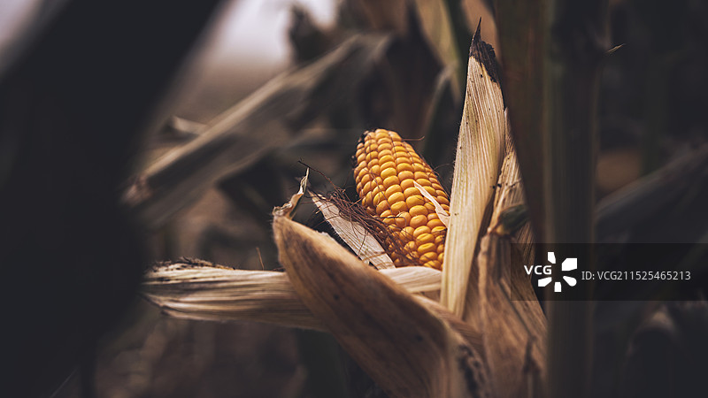 粮食玉米农作物图片素材