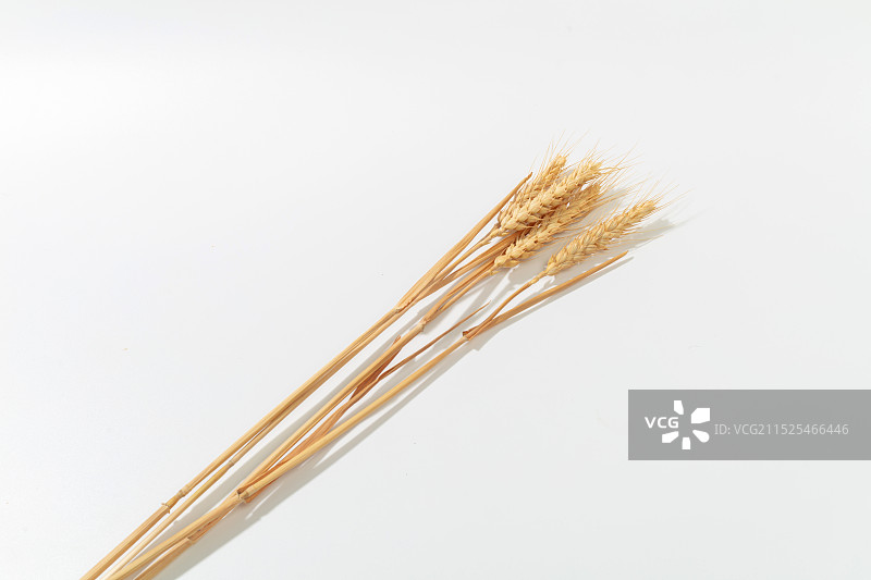 白色背景上的黄色小麦图片素材