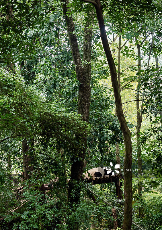 成都大熊猫繁育基地 睡觉的大熊猫图片素材