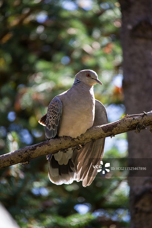 树枝上的山斑鸠图片素材