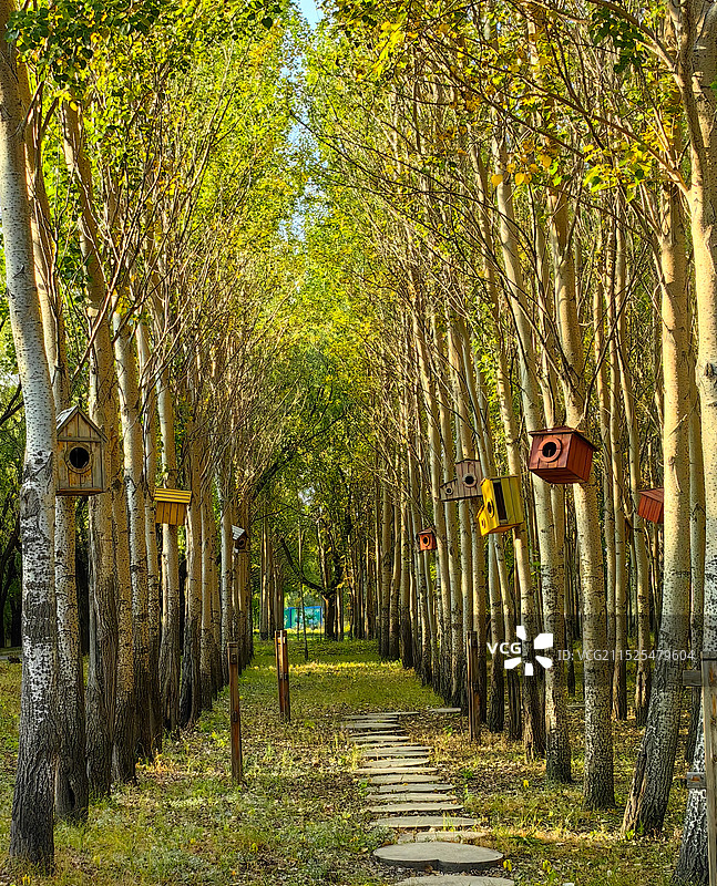 鸟语林图片素材