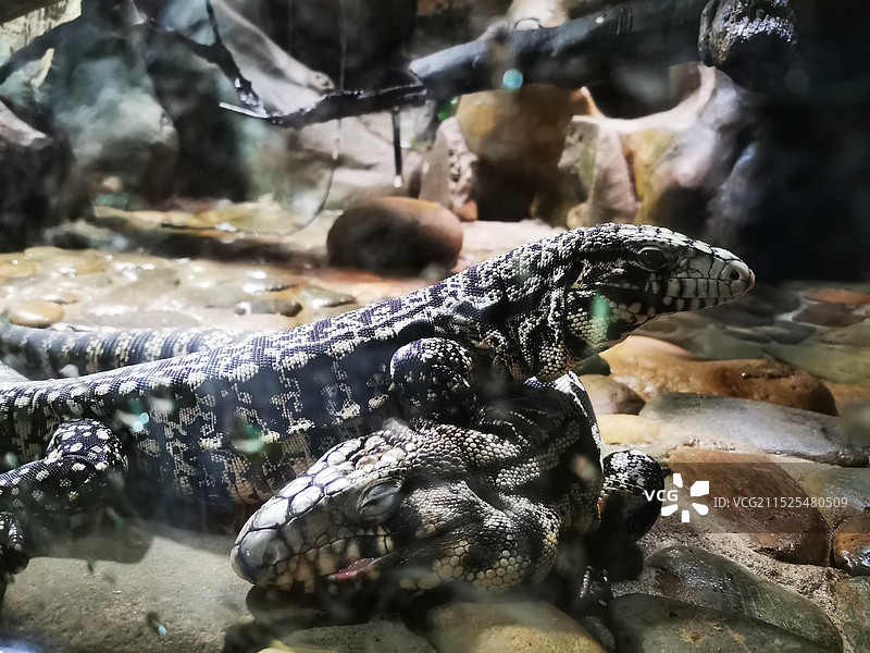 柳州市动物园图片素材