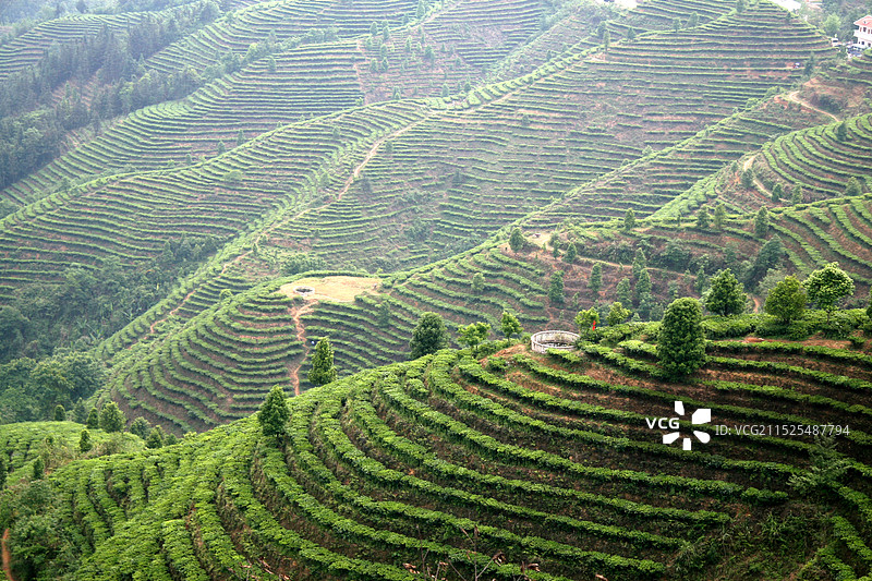百色凌云茶山金字塔景区图片素材