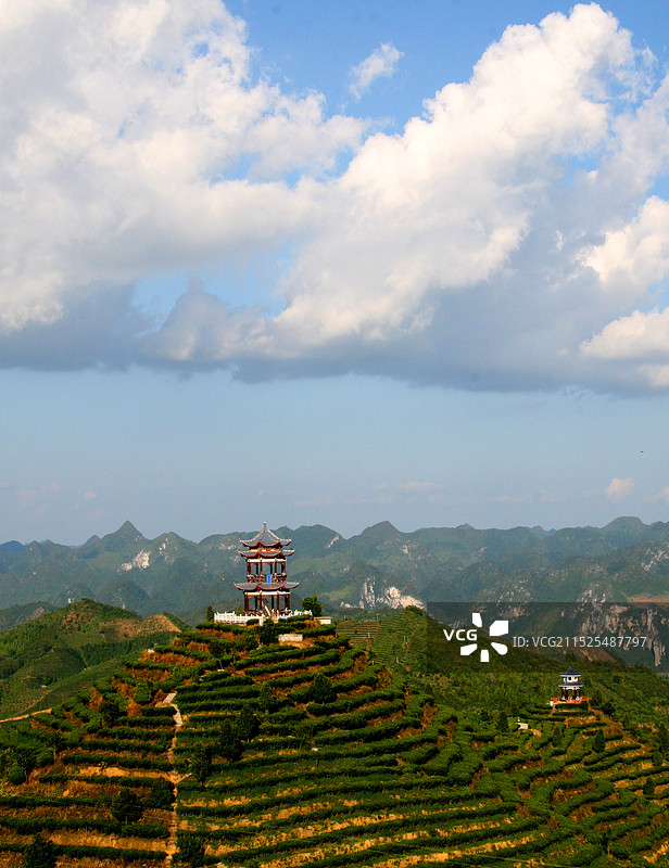 百色凌云茶山金字塔景区图片素材