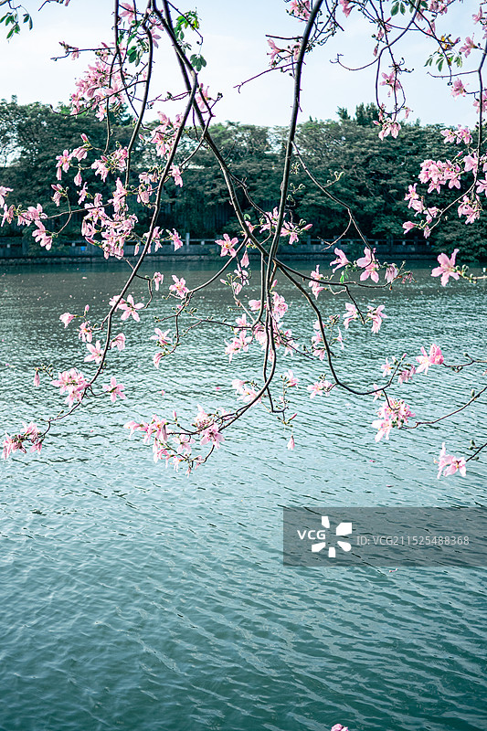 异木棉图片素材