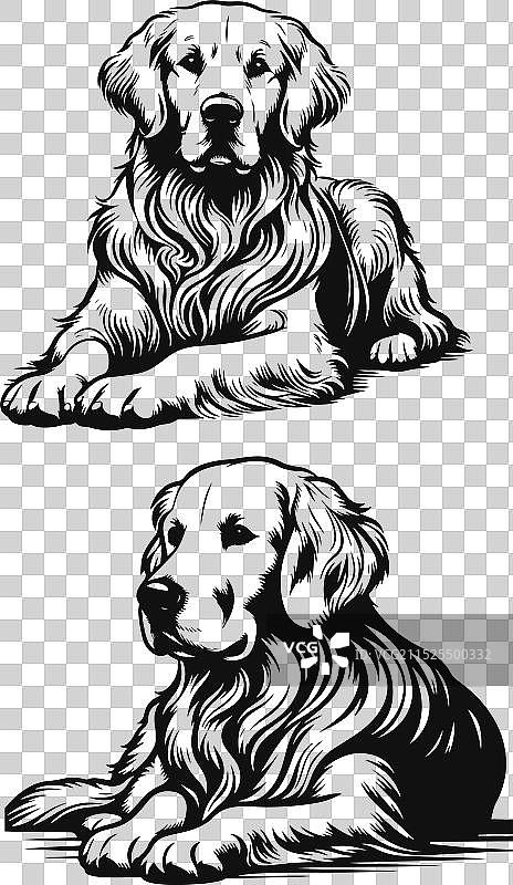 金毛巡回猎犬剪影设计图片素材