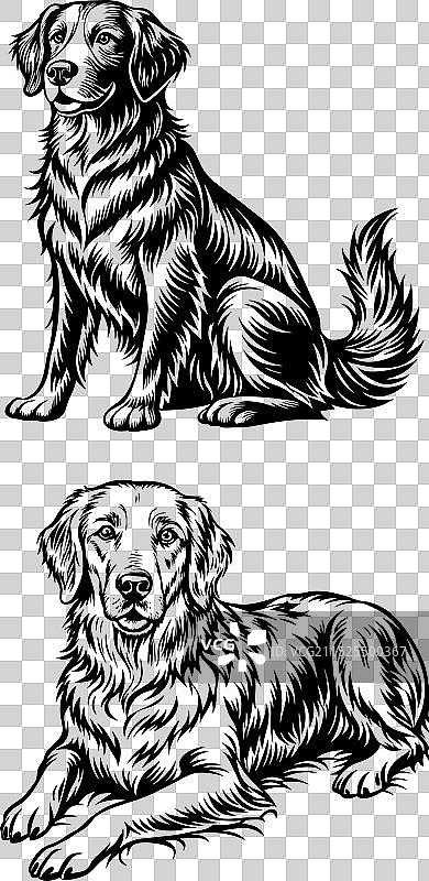 金毛巡回猎犬剪影设计图片素材