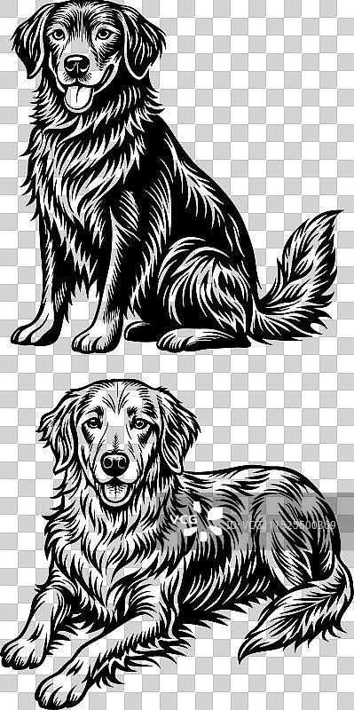 金毛巡回猎犬剪影设计图片素材