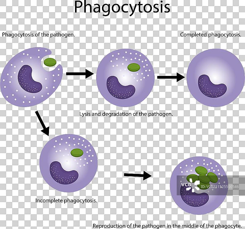 过敏是免疫系统的反应图片素材