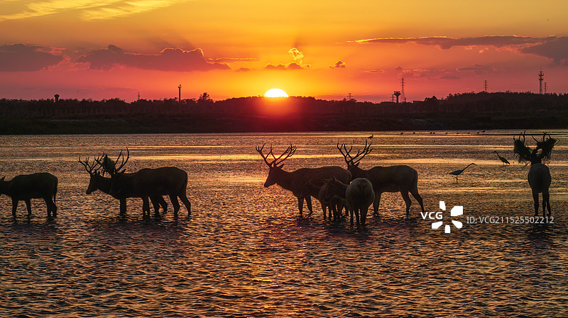 夕阳下的麋鹿图片素材