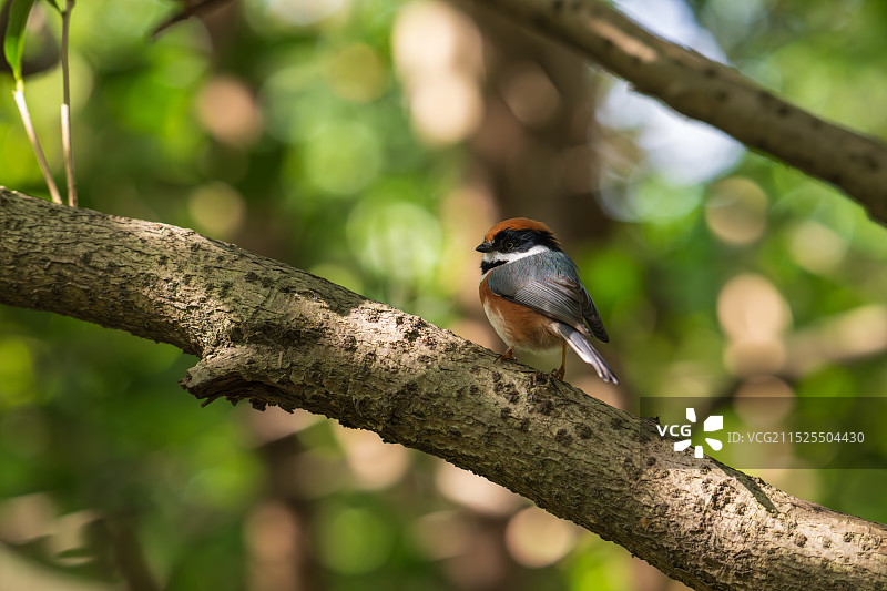 来自红头长尾山雀的凝视图片素材