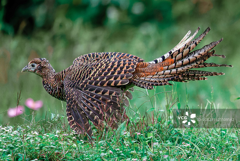 白腹锦鸡图片素材