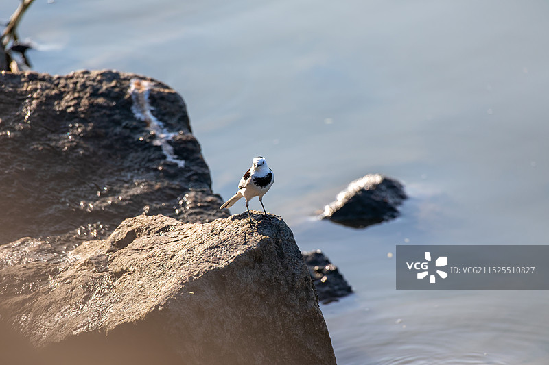白鹡鸰图片素材