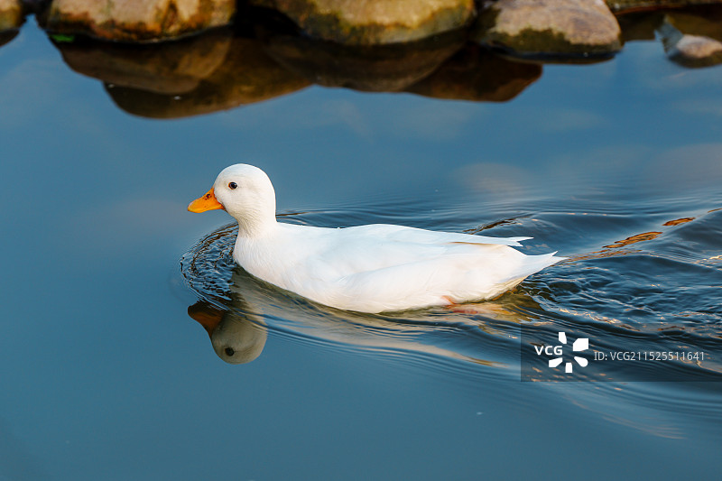 小白鸭图片素材