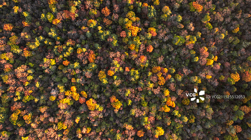 赏秋攻略图片素材
