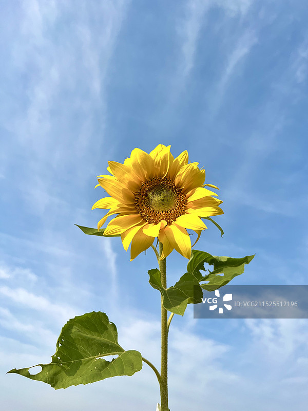 向日葵 向上的力量图片素材