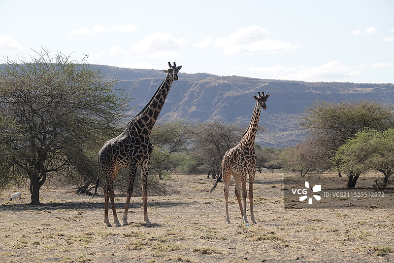 非洲 坦桑尼亚 长颈鹿图片素材