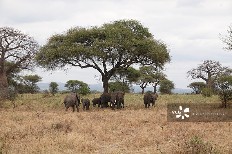 塔兰吉雷公园 野生动物图片素材