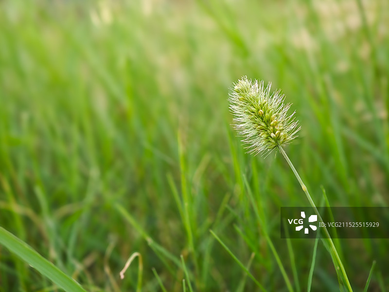 植物特写 狗尾草 狗尾巴草图片素材