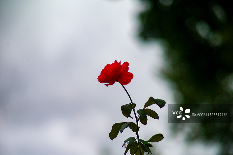 玫瑰与蜜蜂图片素材