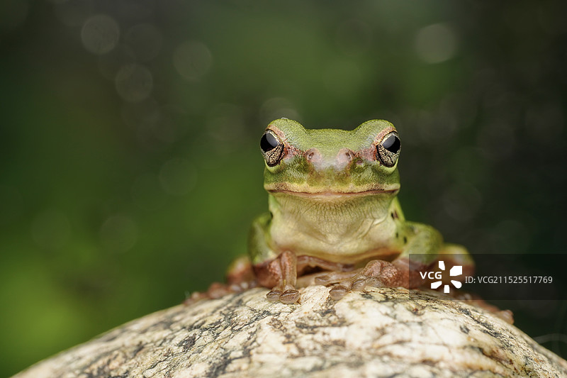 小树蛙图片素材