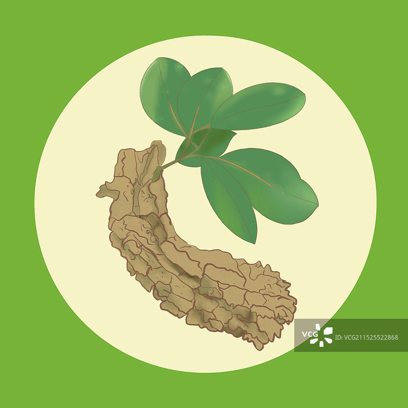 中草药海风藤插画图片素材