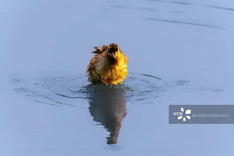 水鸡子图片素材