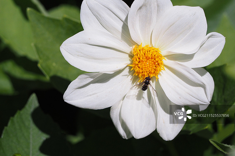蜜蜂在白花上的特写镜头图片素材