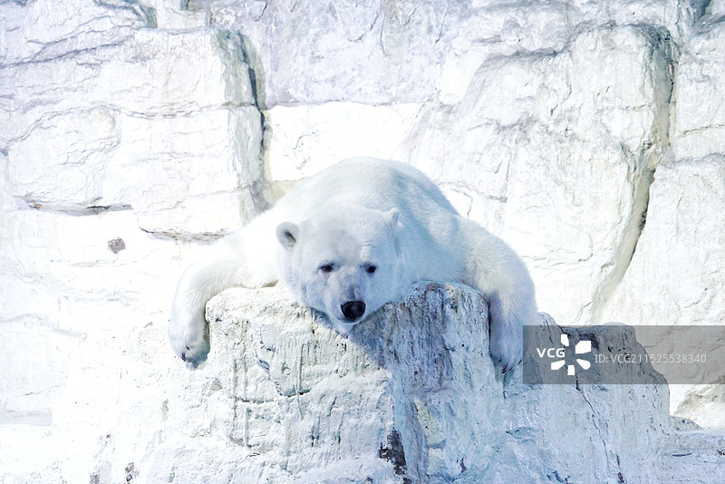 海洋公园北极熊图片素材