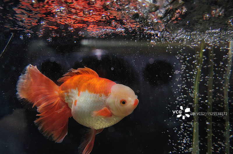 红白泰狮金鱼图片素材