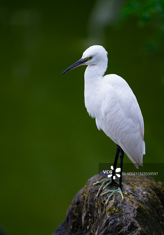 池边白鹭图片素材