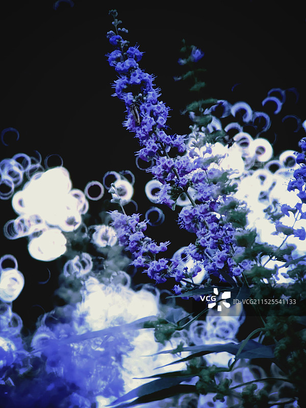 黑色背景下的花朵特写镜头图片素材