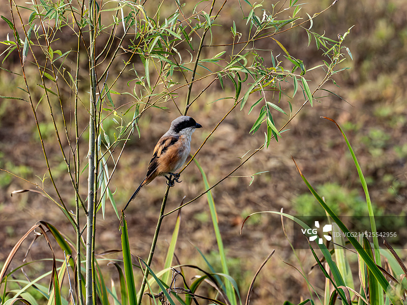 樊川公园鸟照图片素材