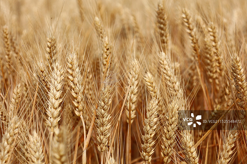 小麦图片素材