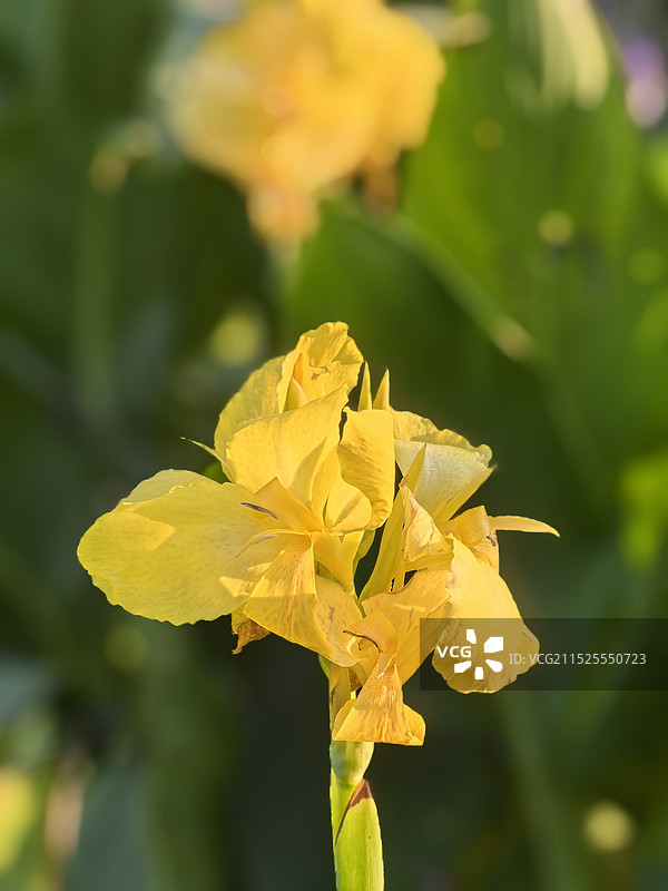 美人蕉花开图片素材